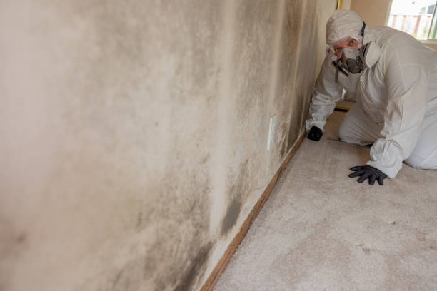 Dehumidification Services in Brightwaters, NY
